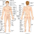 16 Anatomical Terminology – Anatomy And Physiology