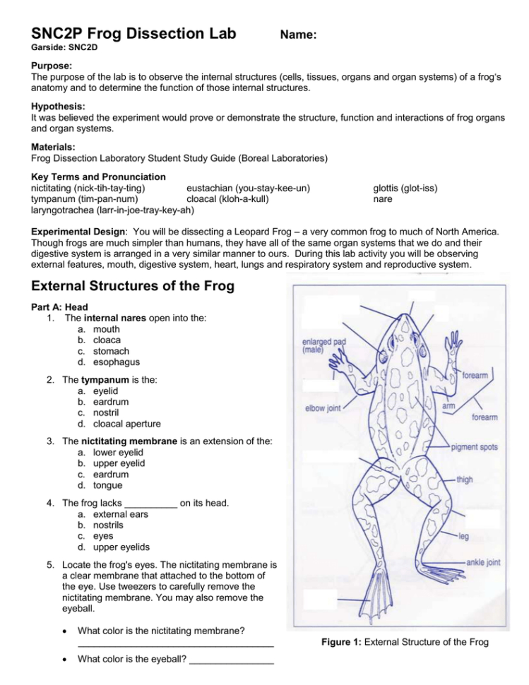 Frog Dissection Worksheet —