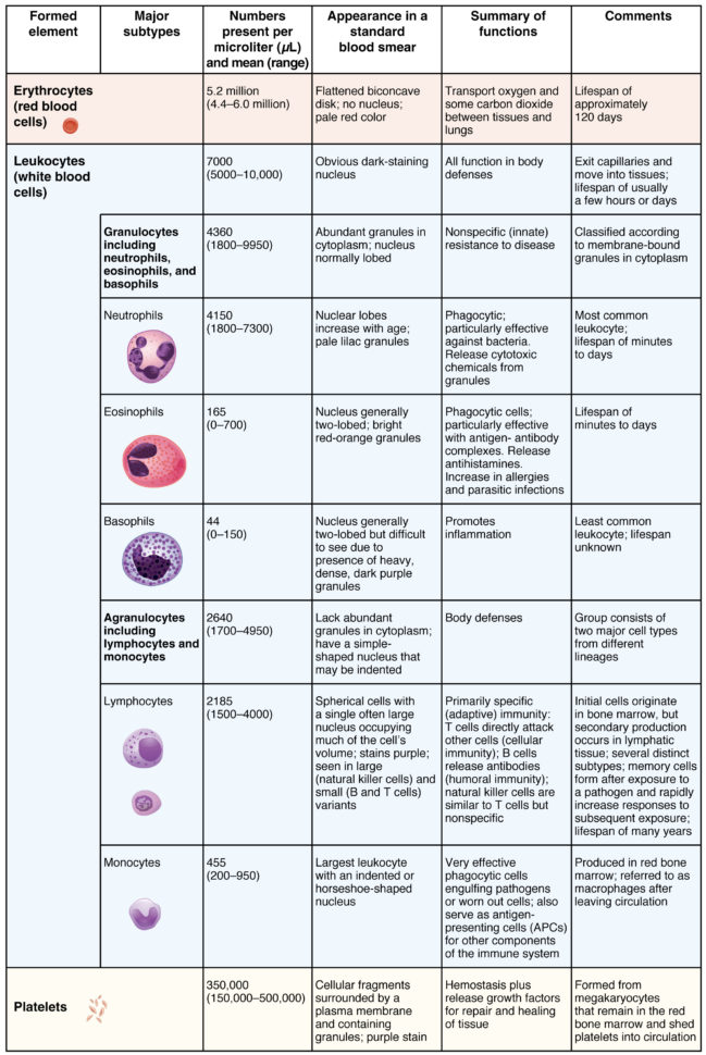 183 Erythrocytes – Anatomy And Physiology