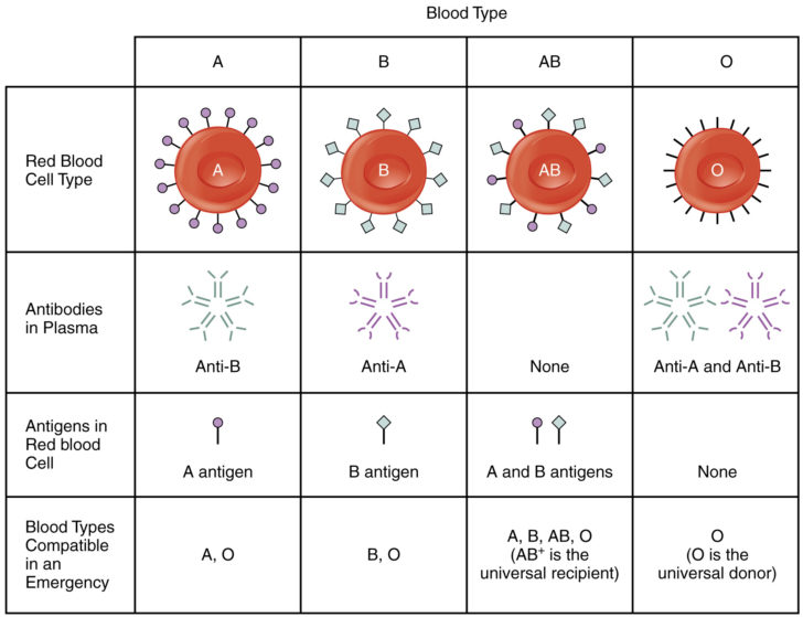 human-blood-cell-typing-worksheet-answer-key-db-excel