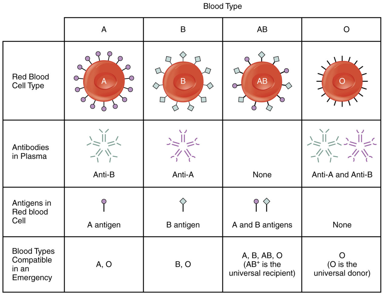 186 Blood Typing – Anatomy And Physiology