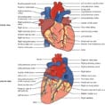 191 Heart Anatomy – Anatomy And Physiology
