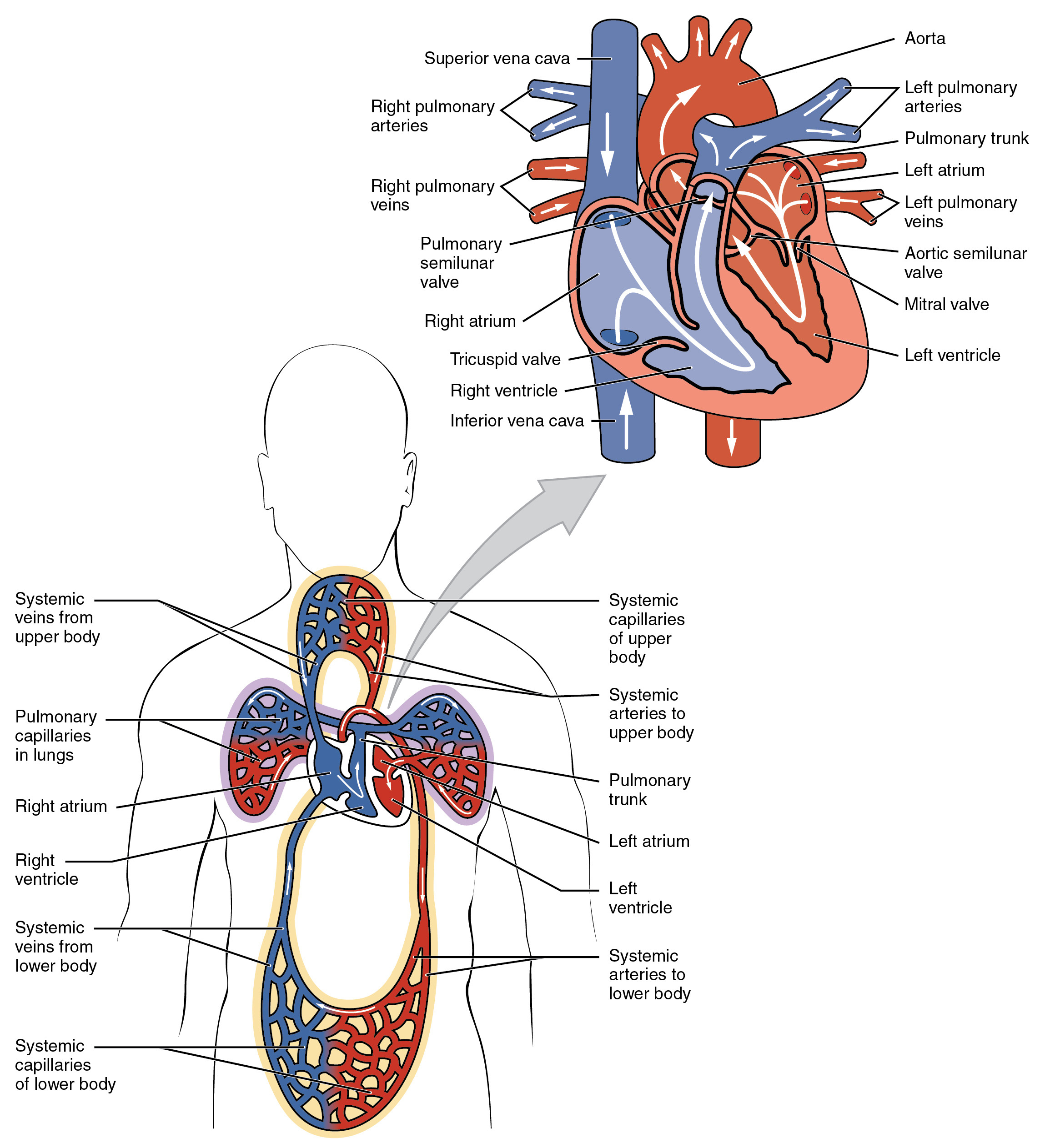 191 Heart Anatomy – Anatomy And Physiology