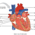 192 Cardiac Muscle And Electrical Activity – Anatomy And