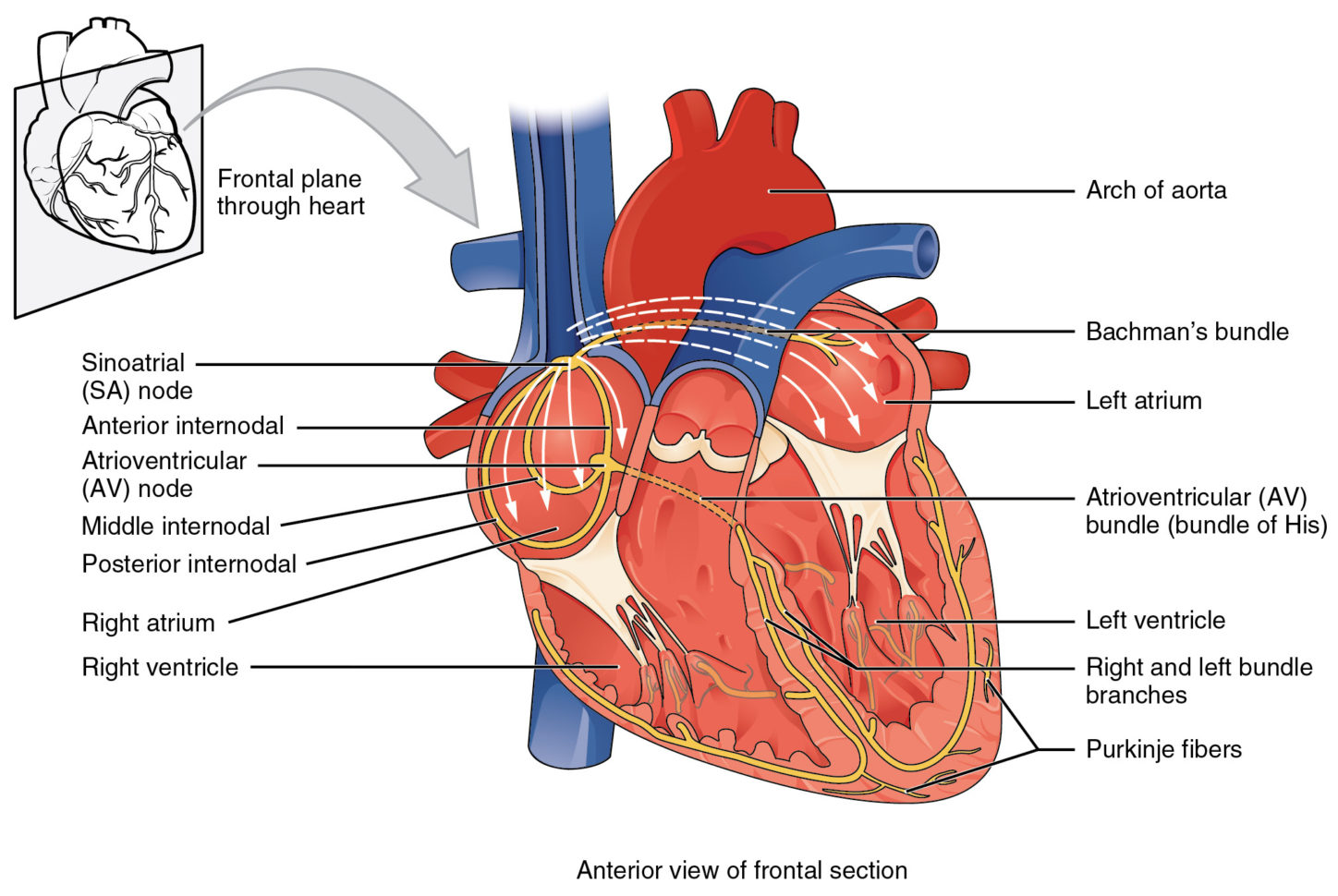 192 Cardiac Muscle And Electrical Activity – Anatomy And