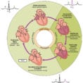 193 Cardiac Cycle – Anatomy And Physiology