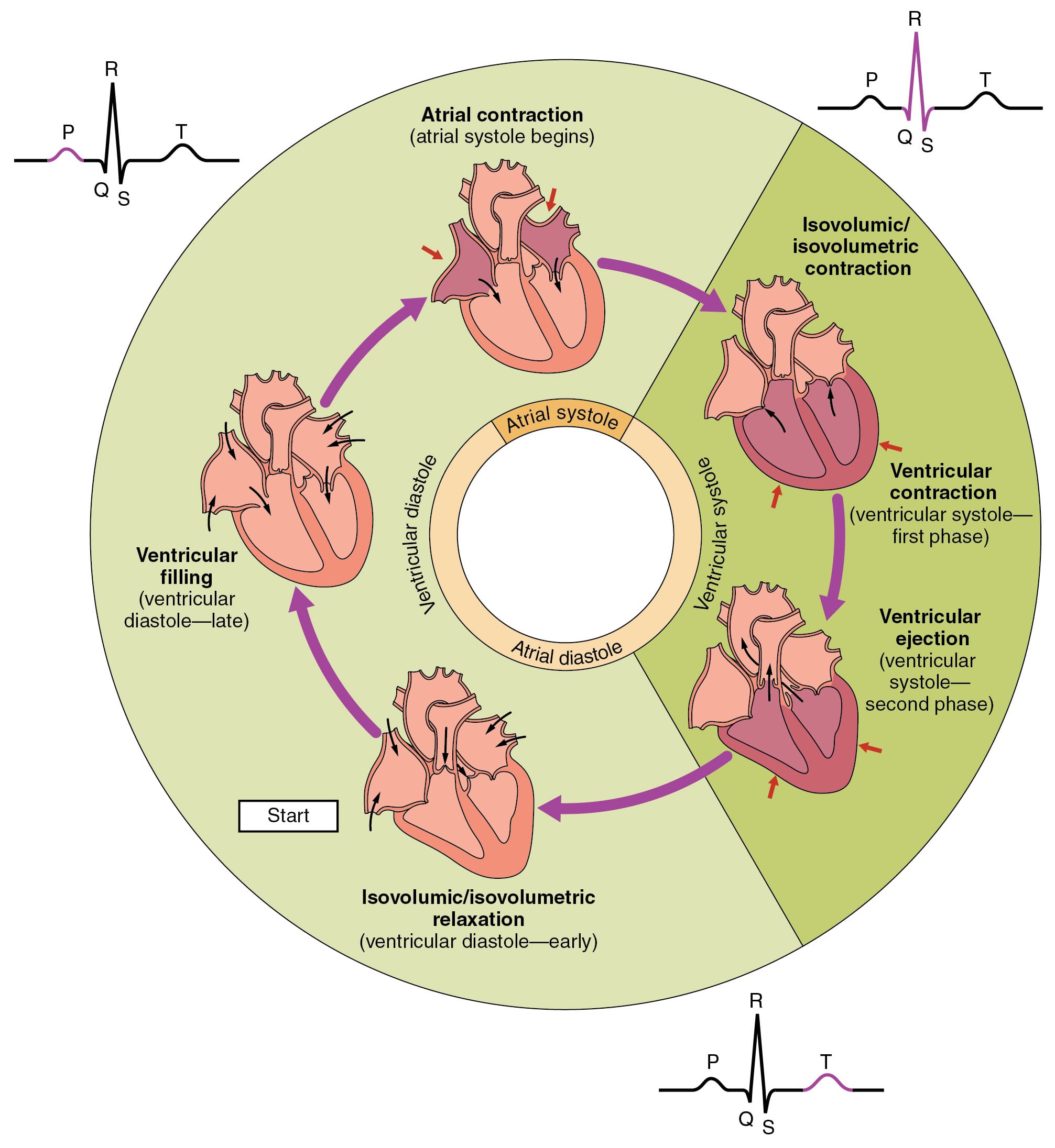 193-cardiac-cycle-anatomy-and-physiology-db-excel