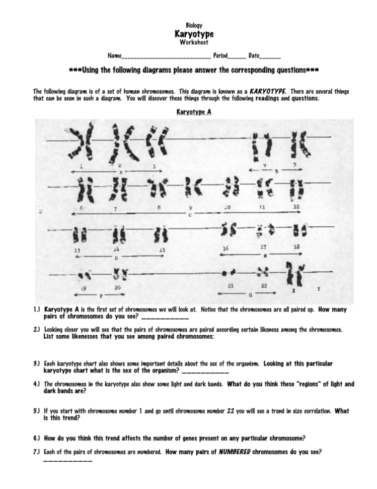 2 6Karyotype Worksheetcwk Wp