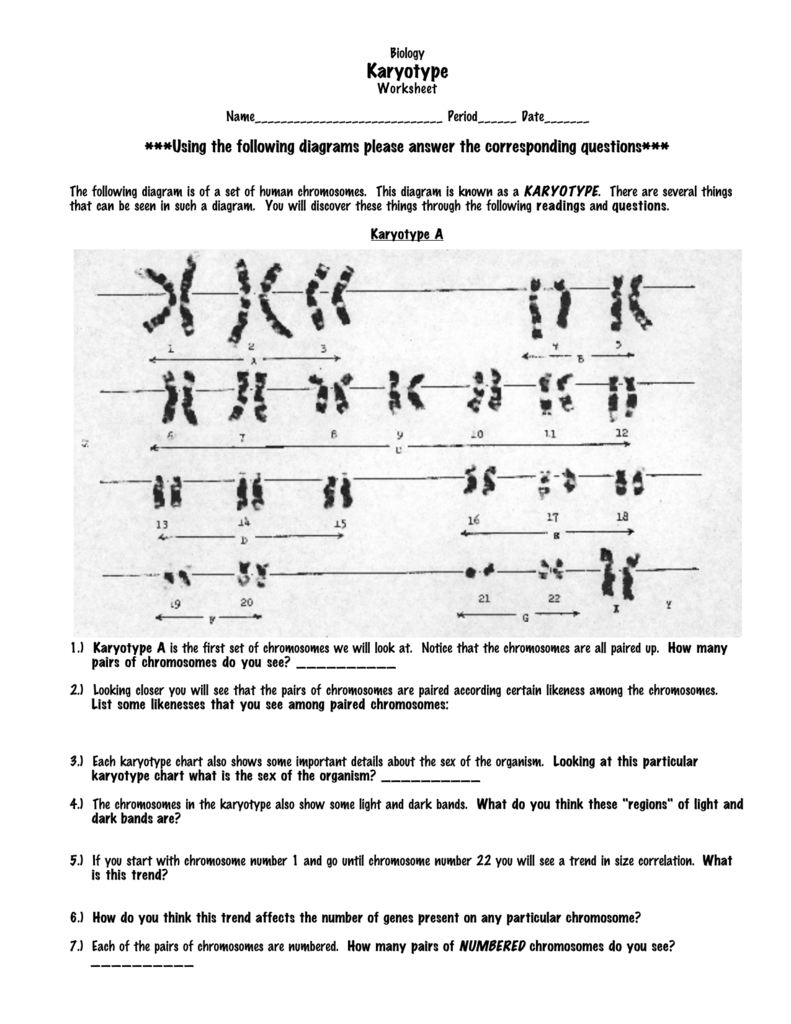 Biology Karyotype Worksheets