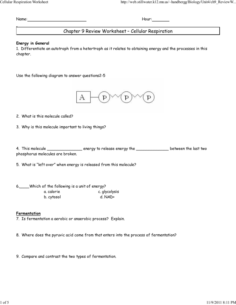 Cellular Respiration And Fermentation Worksheet Answers Db excel