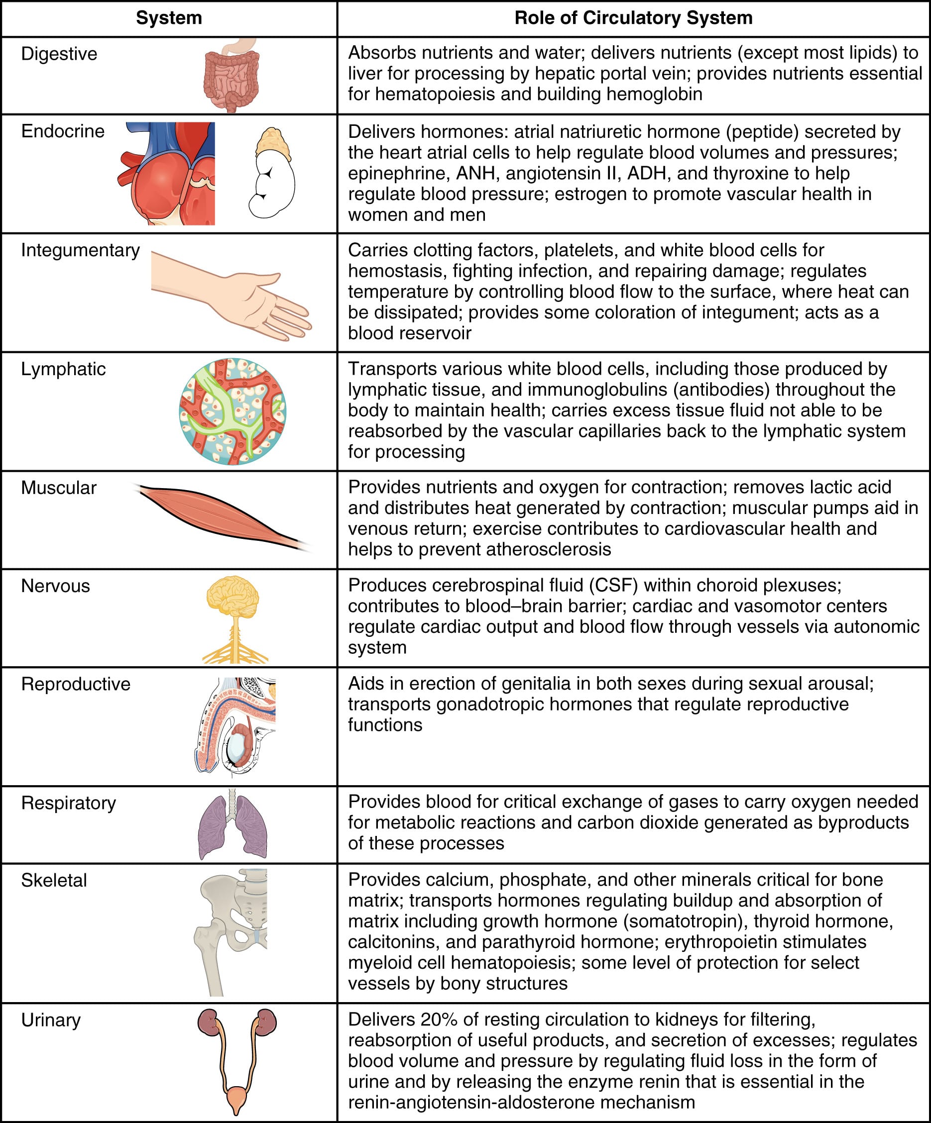 205 Circulatory Pathys – Anatomy And Physiology