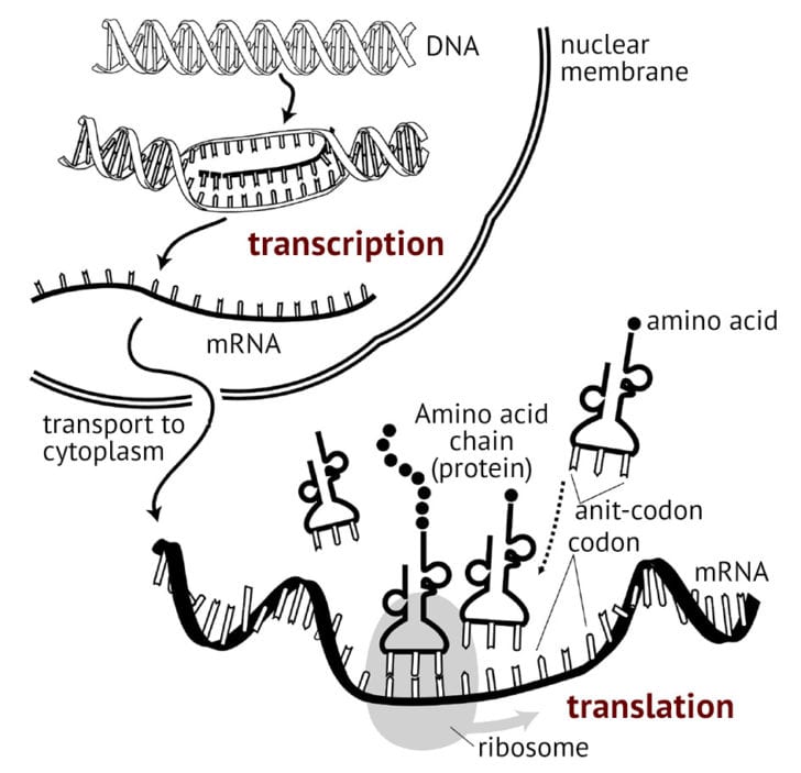 Dna Transcription And Translation Worksheet