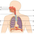 221 Organs And Structures Of The Respiratory System