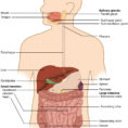 231 Overview Of The Digestive System – Anatomy And Physiology