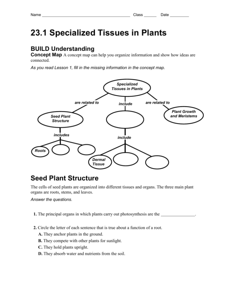 231 Plant Tissues Worksheet