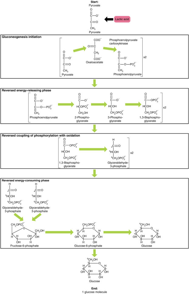 242 Carbohydrate Metabolism – Anatomy And Physiology