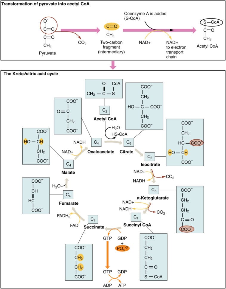 242 Carbohydrate Metabolism – Anatomy And Physiology