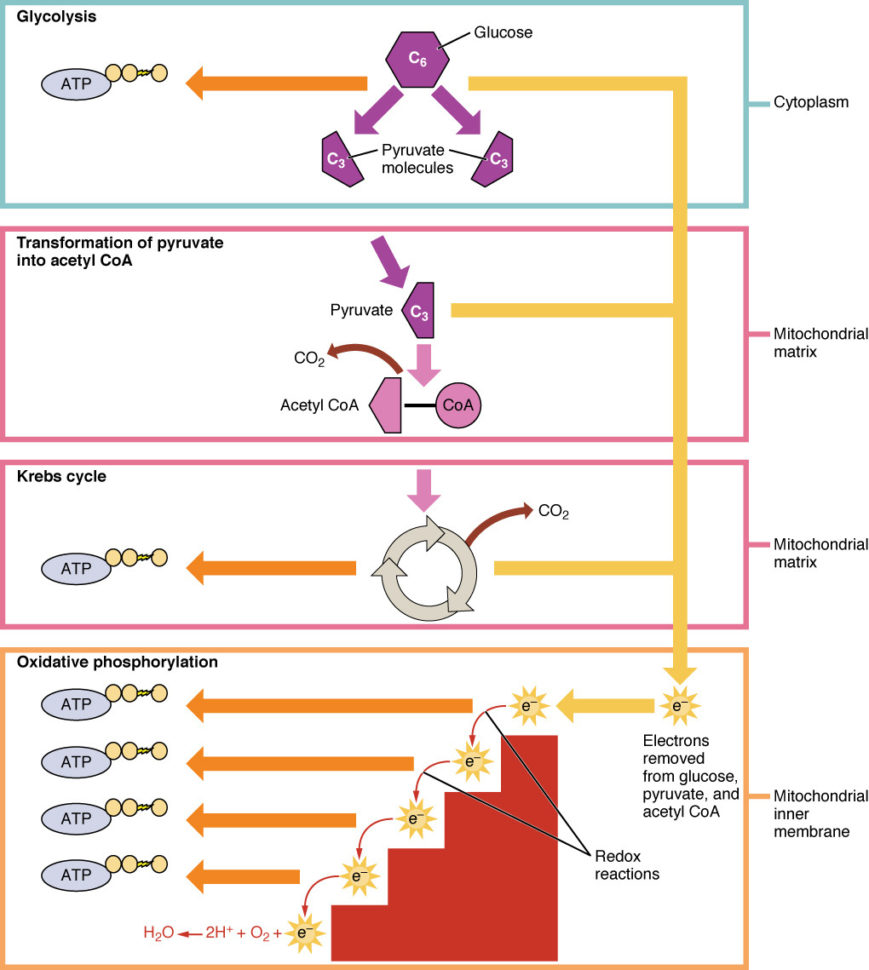 242 Carbohydrate Metabolism – Anatomy And Physiology