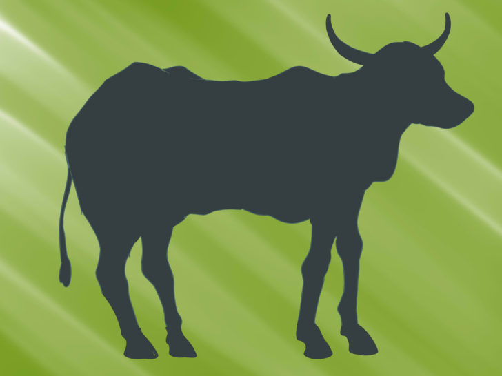 Parts Of A Dairy Cow Worksheet