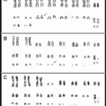 30 Biology Karyotype Worksheet Answers