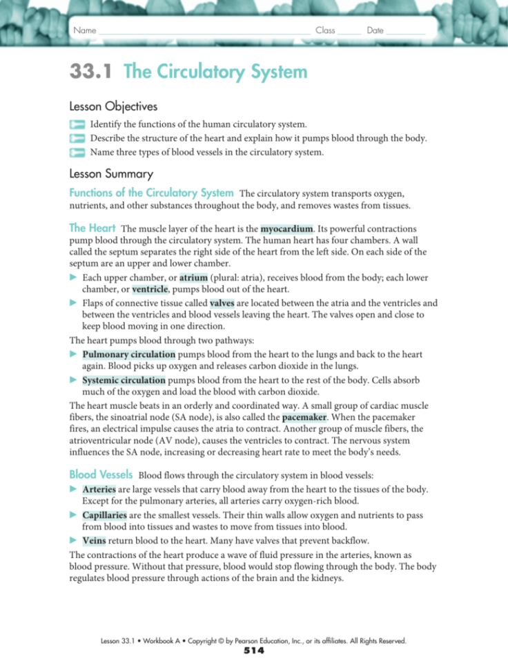 331 The Circulatory System