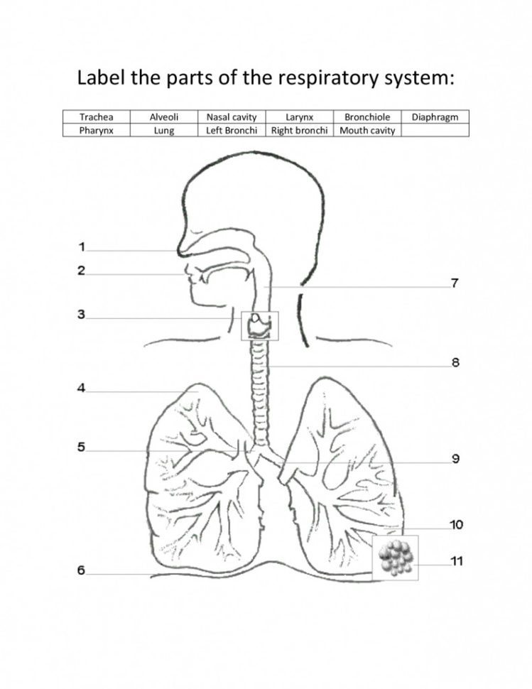 4 Parts Of The Respiratory System
