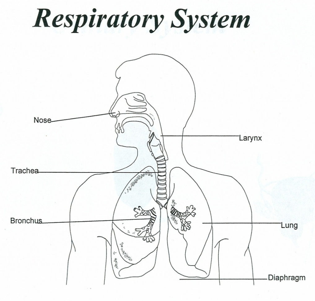 4 Parts Of The Respiratory System