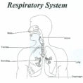 4 Parts Of The Respiratory System