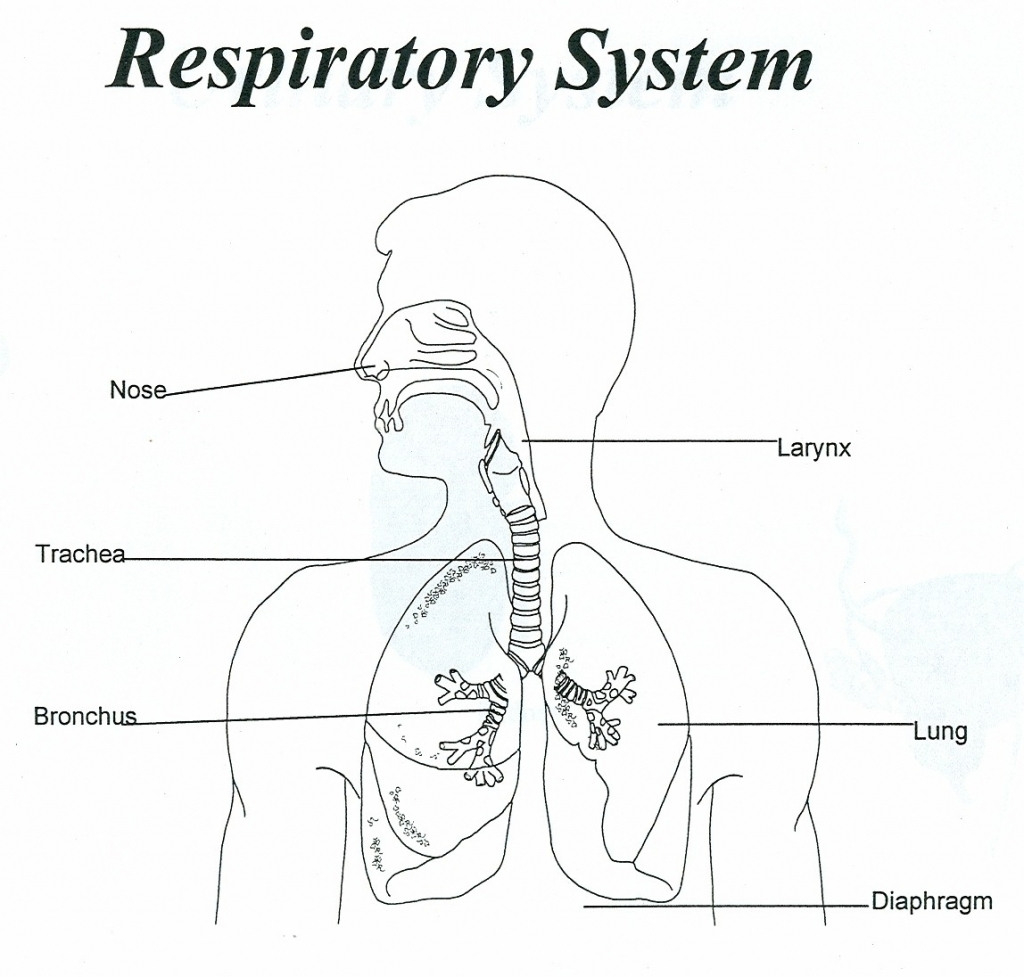 Respiratory System Worksheet — db-excel.com