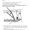 4 The Anatomy And Physiologyskin Worksheet