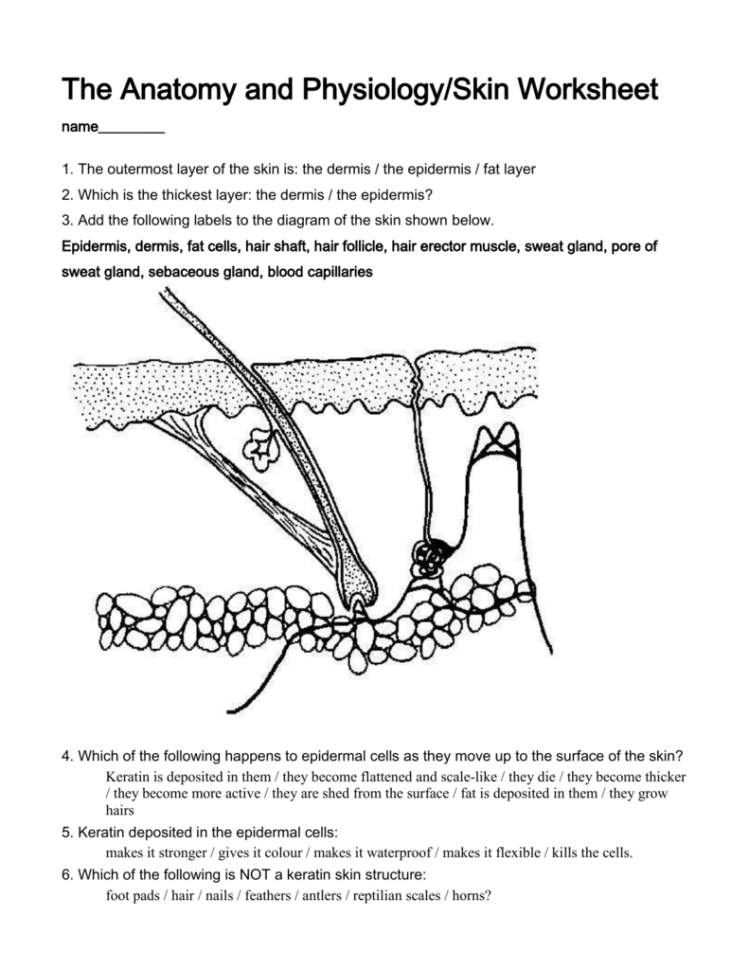 4 The Anatomy And Physiologyskin Worksheet