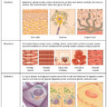 41 Types Of Tissues – Anatomy And Physiology