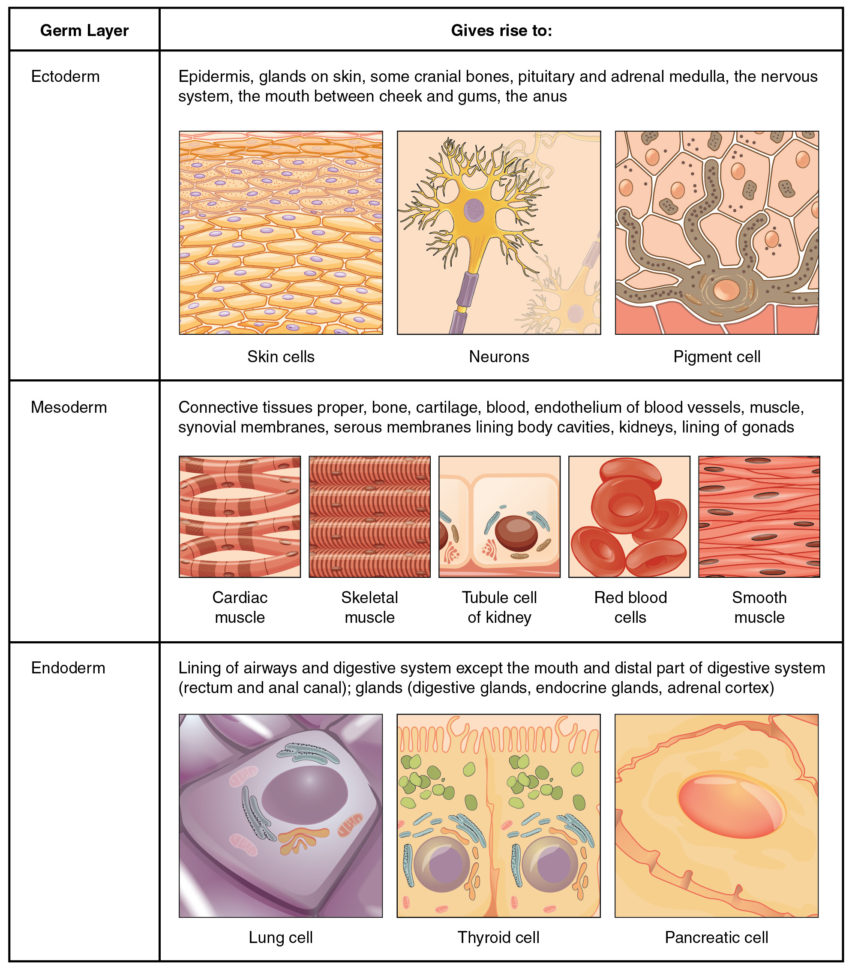 41 Types Of Tissues – Anatomy And Physiology — Db-excel.com