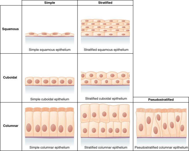 Epithelial Tissue Coloring Worksheet — db-excel.com