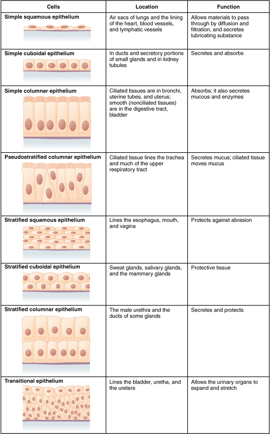 42 Epithelial Tissue – Anatomy And Physiology