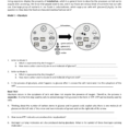 4446 Worksheet Cellular Respiration How Is Energy Transferred