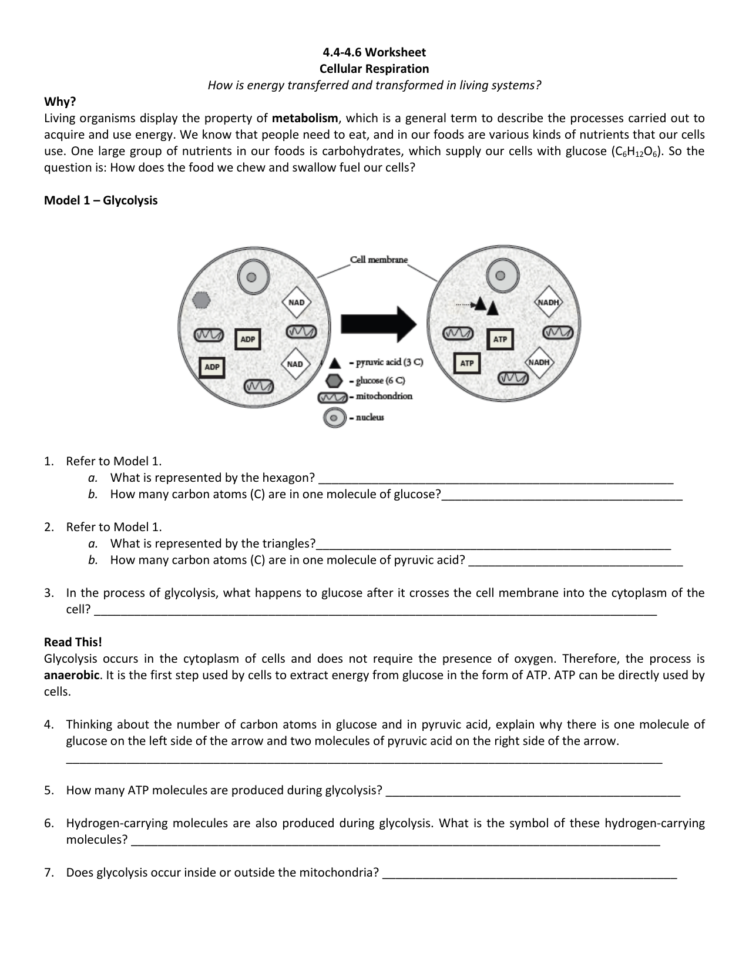 4446 Worksheet Cellular Respiration How Is Energy Transferred 4446 Worksheet Cellular Respiration How Is Energy Transferred