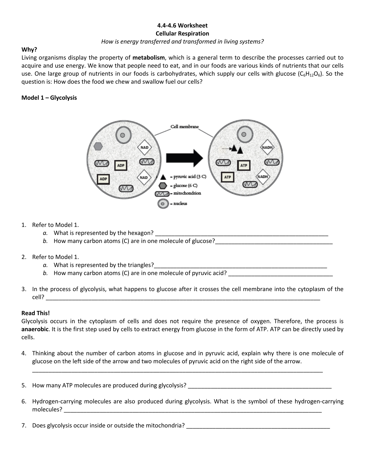 4446 Worksheet Cellular Respiration How Is Energy Transferred Db