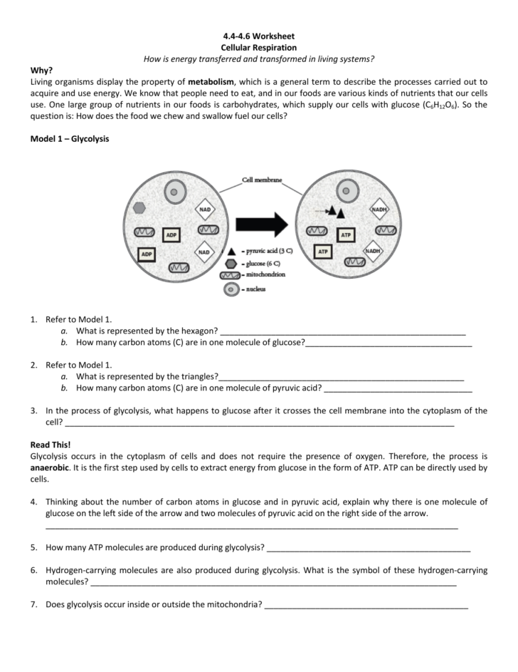 Cellular Respiration Worksheet Pdf — db-excel.com