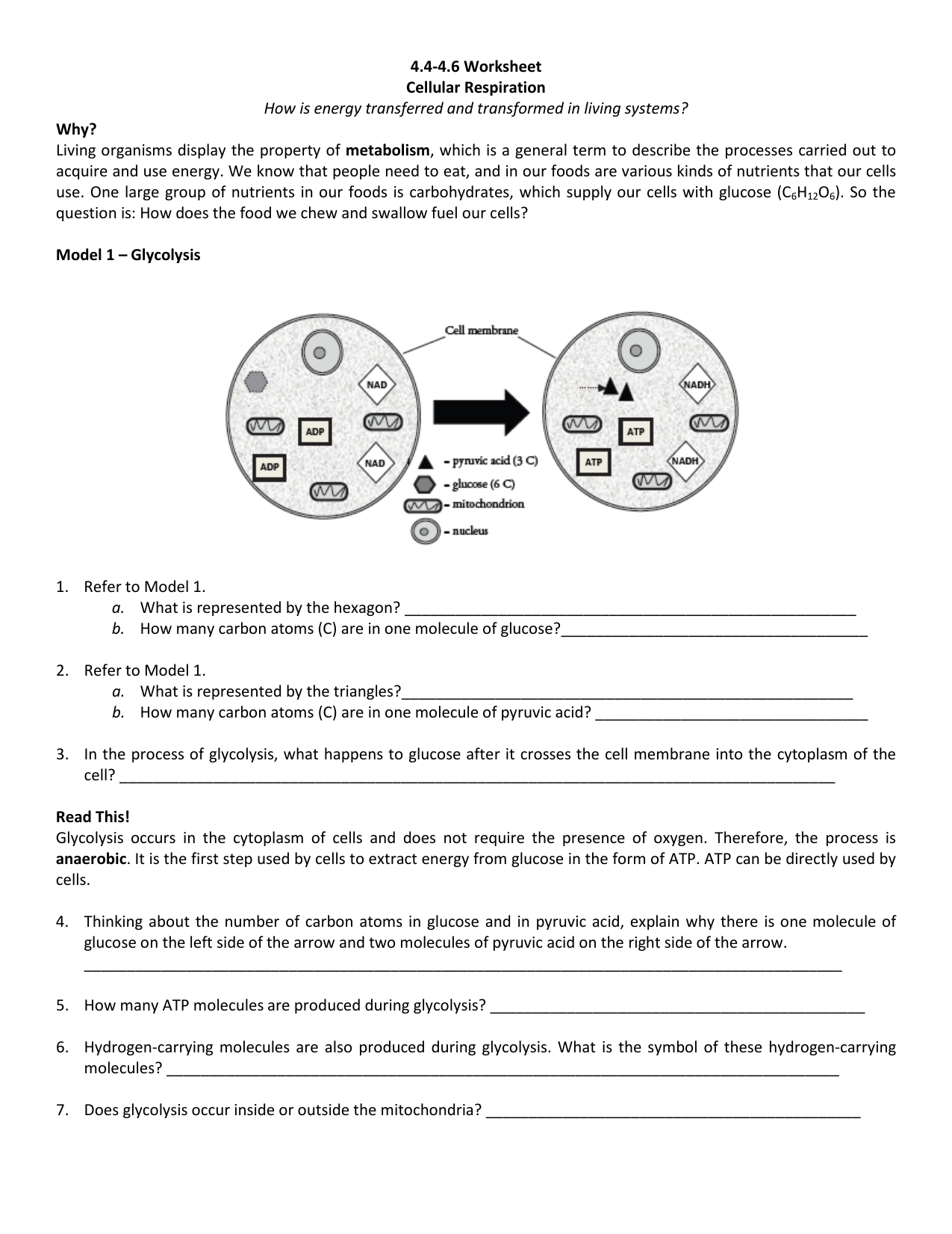 4446 Worksheet Cellular Respiration How Is Energy Transferred