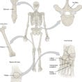 62 Bone Classification – Anatomy And Physiology