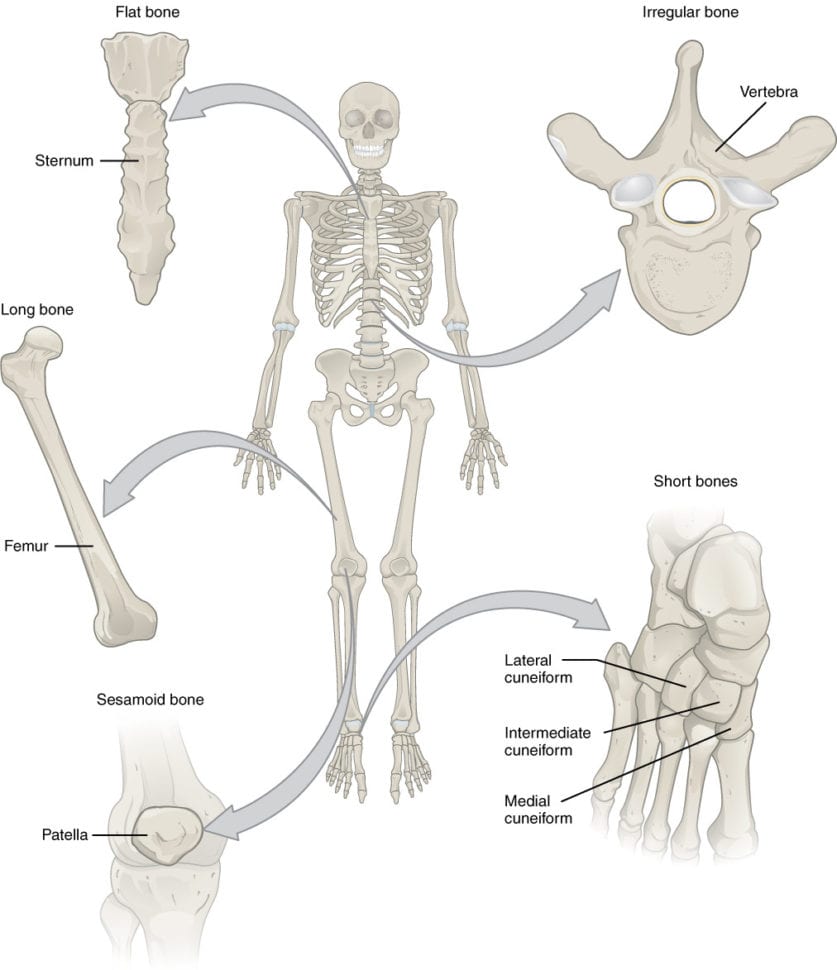 62 Bone Classification – Anatomy And Physiology