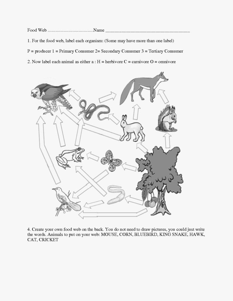 Food Chain Worksheet Pdf