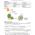 6B Photosynthesis Summary Worksheet