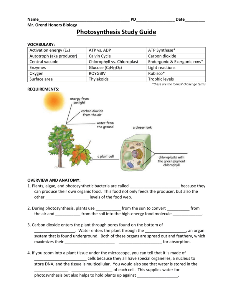 6B Photosynthesis Summary Worksheet