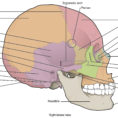 72 The Skull – Anatomy And Physiology