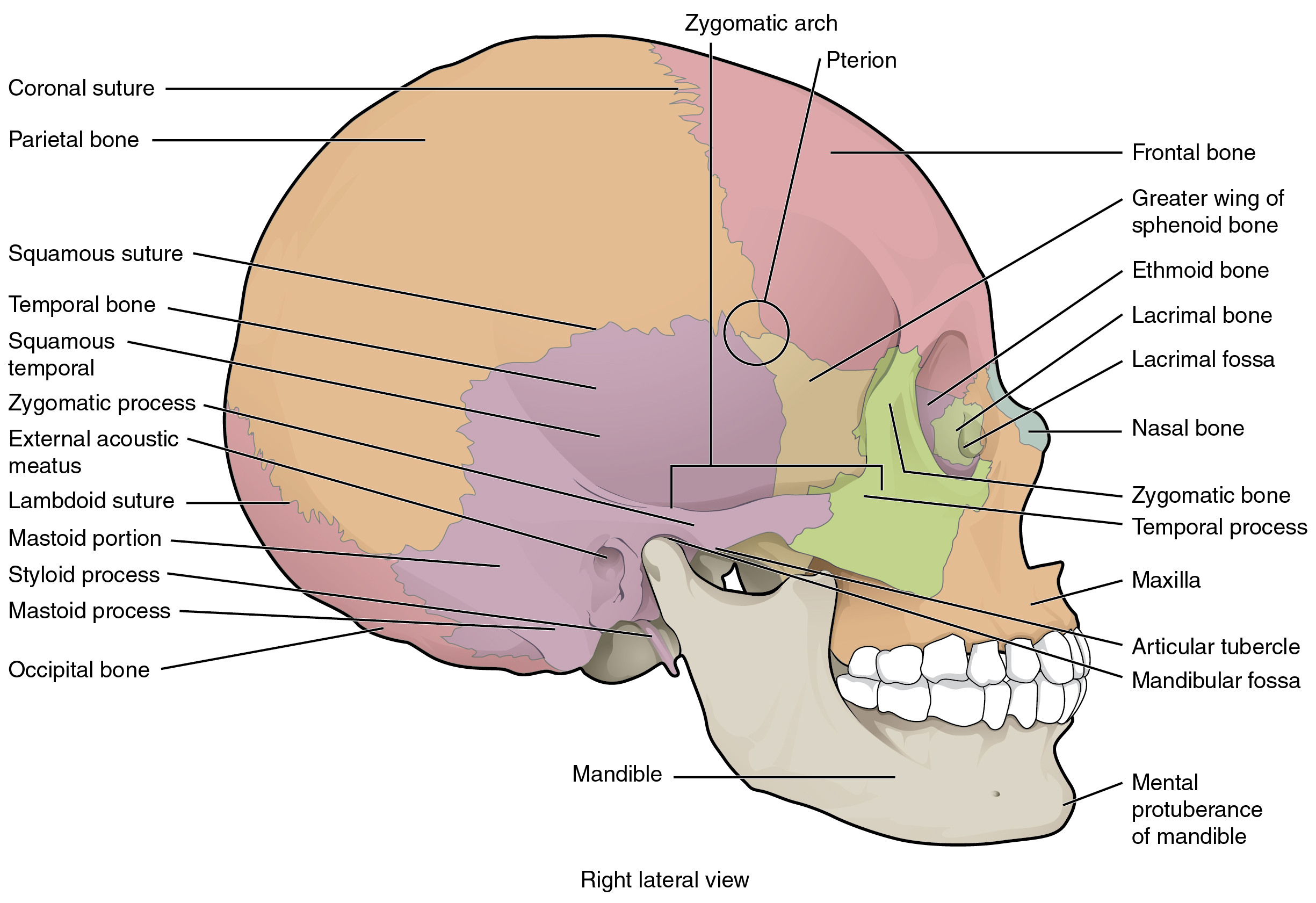 Skull Labeling Worksheet Db excel