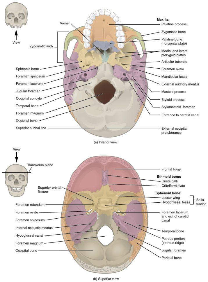 72 The Skull – Anatomy And Physiology