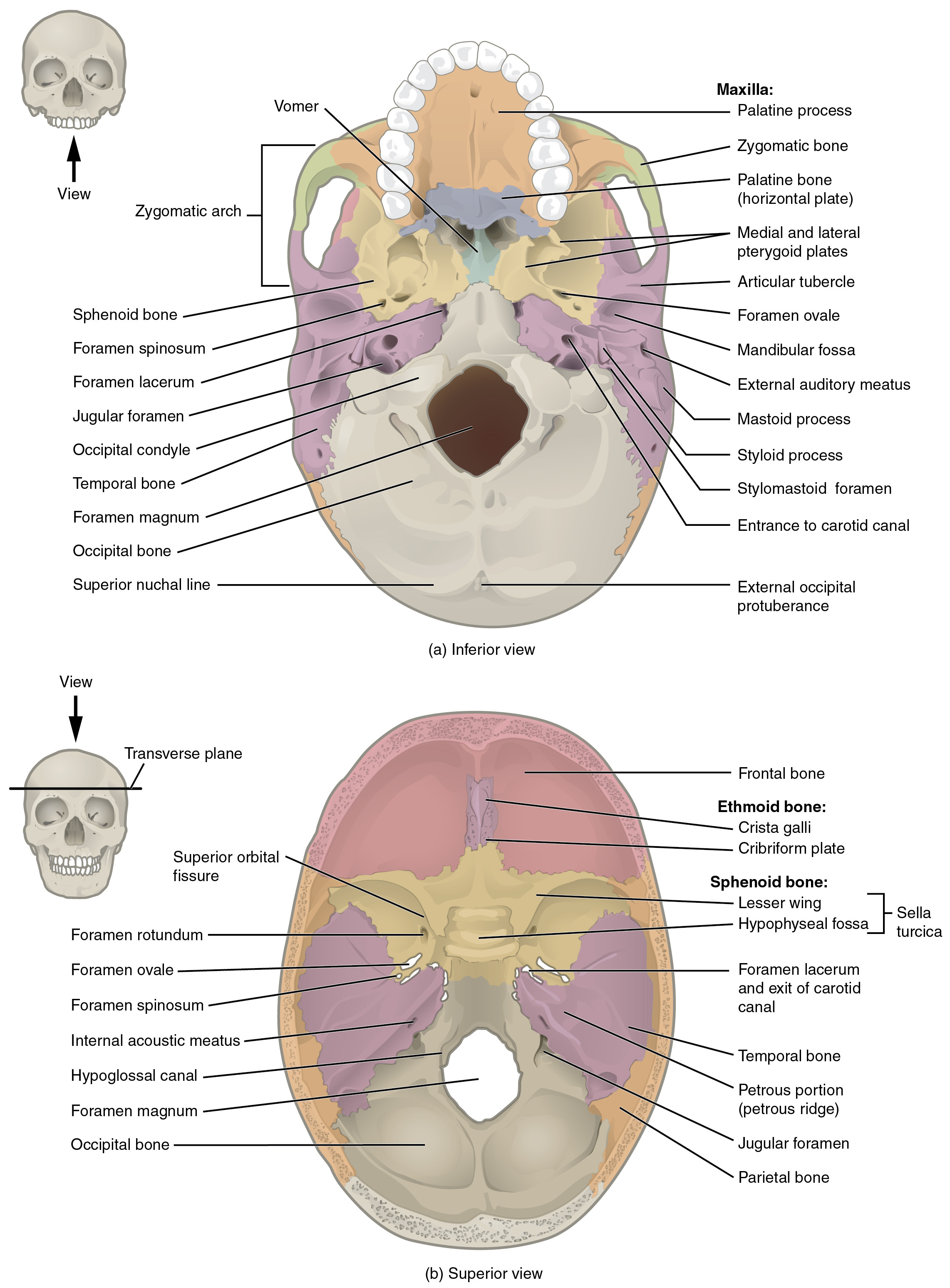 72 The Skull – Anatomy And Physiology