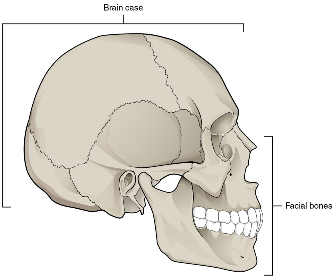 72 The Skull – Anatomy And Physiology